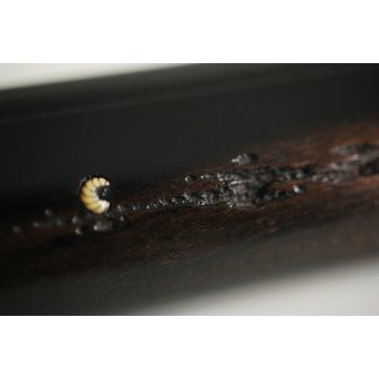 笹と虫 象嵌莨差し 喫煙具　X261 