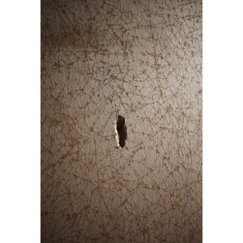 那須雅城 台湾博物館収蔵作家【軍鶏】紙本屏風　Z239 