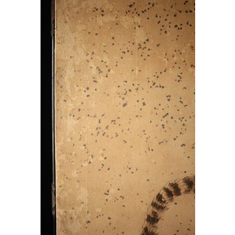 白井華陽 虎の図 六曲一双紙本水墨屏風　Z243 