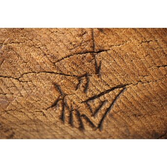 加納鉄哉 大作 ライオン/獅子　X300 