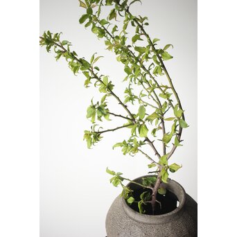 珠洲焼 小壺　P267 