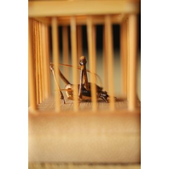 山田竹遊 竹虫籠香合　U266 