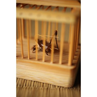 山田竹遊 竹虫籠香合　U266 