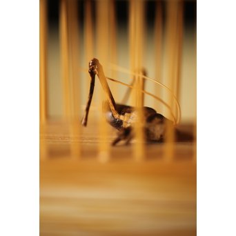 山田竹遊 竹虫籠香合　U266 