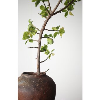 古信楽 石ハゼ種壺　P320 