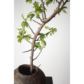 古信楽 石ハゼ種壺　P320 