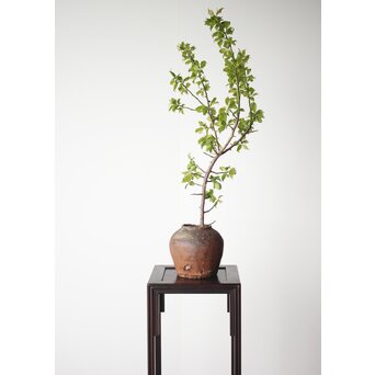 古信楽 石ハゼ種壺　P320 