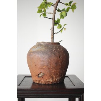 古信楽 石ハゼ種壺　P320 