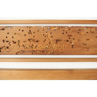 虫食意匠 欄間 2枚1組　R0183 