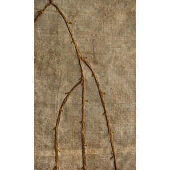 竹屋町刺繍 のったり図 掛軸　Z304 