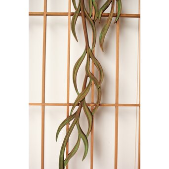 彩色書院 小野道風 柳に蛙 2枚1組　R0221 