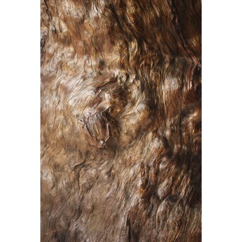 自然木 卓　X368 