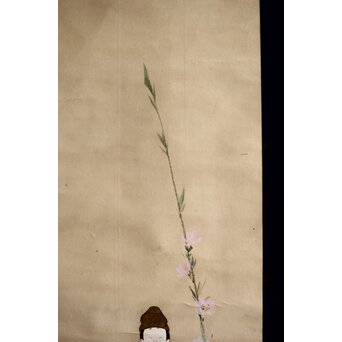 倣 菁々 鈴木其一 立雛図 紙本掛軸　Z314 