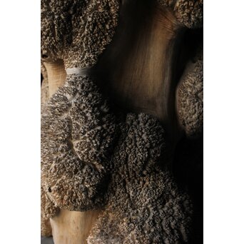 天然木 瘤木古材 展示台　X384 