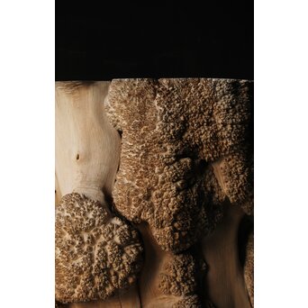 天然木 瘤木古材 展示台　X384 