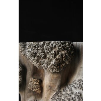 天然木 瘤木古材 展示台　X384 