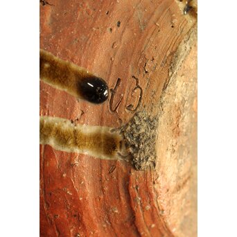 反古庵好 宗旦古流 自笑書付 信楽耳付水指　P375 