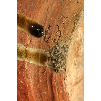 反古庵好 宗旦古流 自笑書付 信楽耳付水指　P375 