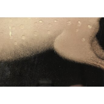 三谷吾一【鹿】沈金 漆額 額装　Q320 