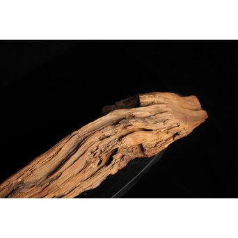自然木/古木 大魚　X403 