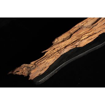 自然木/古木 大魚　X403 