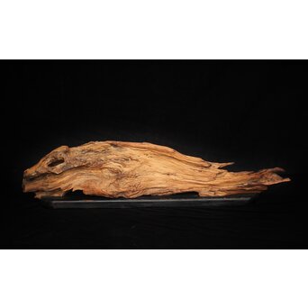 自然木/古木 大魚　X403 