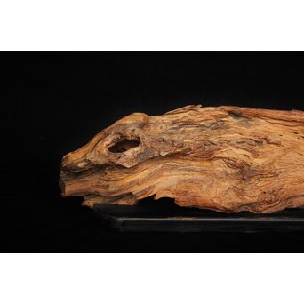 自然木/古木 大魚　X403 