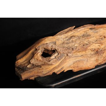 自然木/古木 大魚　X403 