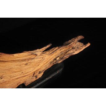 自然木/古木 大魚　X403 