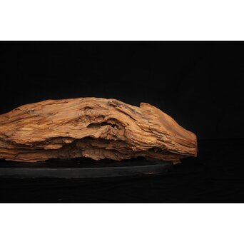 自然木/古木 大魚　X403 