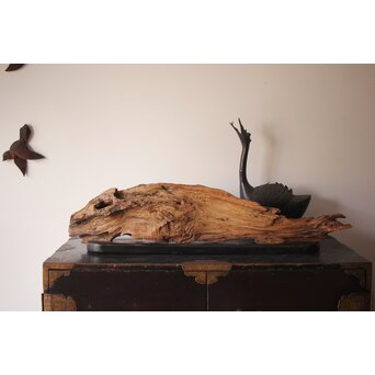 自然木/古木 大魚　X403