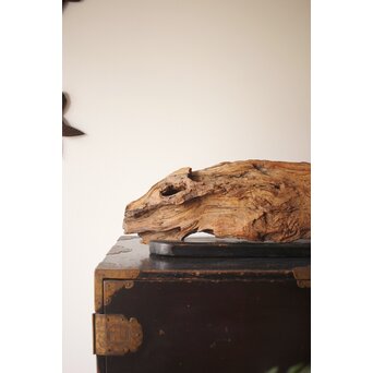 自然木/古木 大魚　X403 