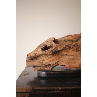 自然木/古木 大魚　X403 