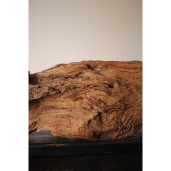 自然木/古木 大魚　X403 