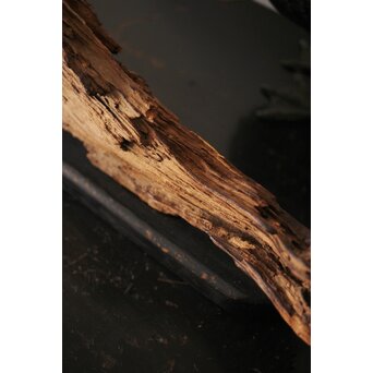 自然木/古木 大魚　X403 