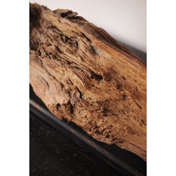 自然木/古木 大魚　X403 