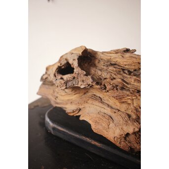 自然木/古木 大魚　X403 