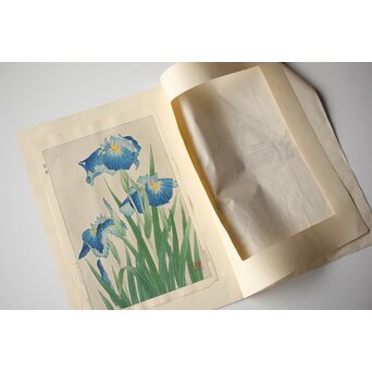 河原崎奨堂 木版画 芸艸堂版【紫陽花/花菖蒲/萩/山茶花】4枚　Z401 