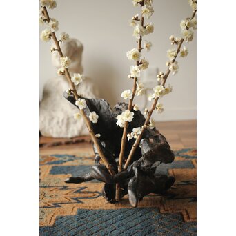 天然木/自然木 根木 花生見立　X404 