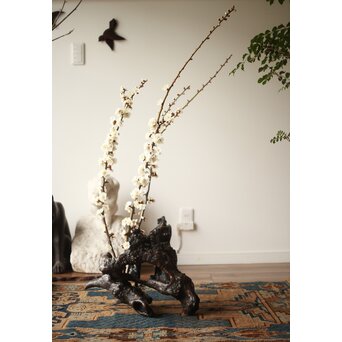 天然木/自然木 根木 花生見立　X404