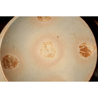 御本手 覆輪皿 五客　P414 