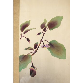 李朝 草虫図意 鶴一銘【茄子と蝶】絹本額装　Z441 