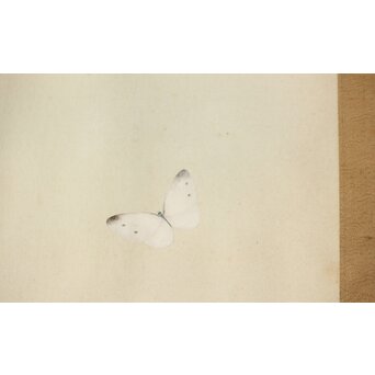 李朝 草虫図意 鶴一銘【茄子と蝶】絹本額装　Z441 