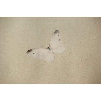 李朝 草虫図意 鶴一銘【茄子と蝶】絹本額装　Z441 