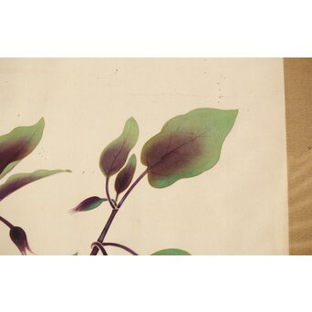 李朝 草虫図意 鶴一銘【茄子と蝶】絹本額装　Z441 