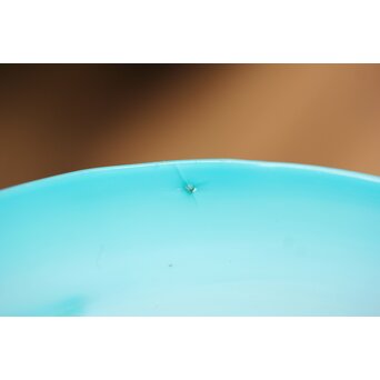 超小型 青縁電笠　A484 