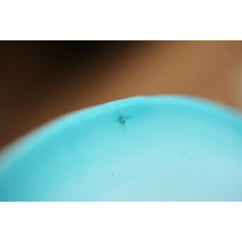 超小型 青縁電笠　A484 