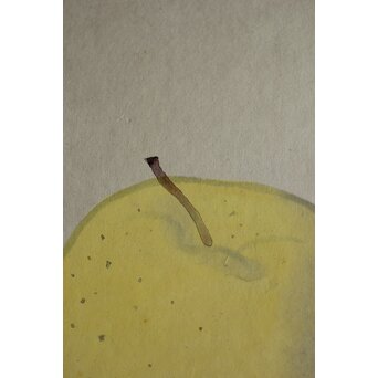 伊東深水 静物画 色紙　Z570 