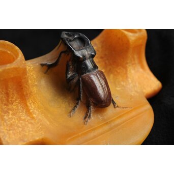 Almeric Walter ワルターガラス 鍬形文インクトレイ　Y058 