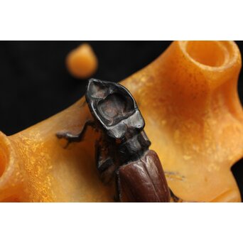 Almeric Walter ワルターガラス 鍬形文インクトレイ　Y058 